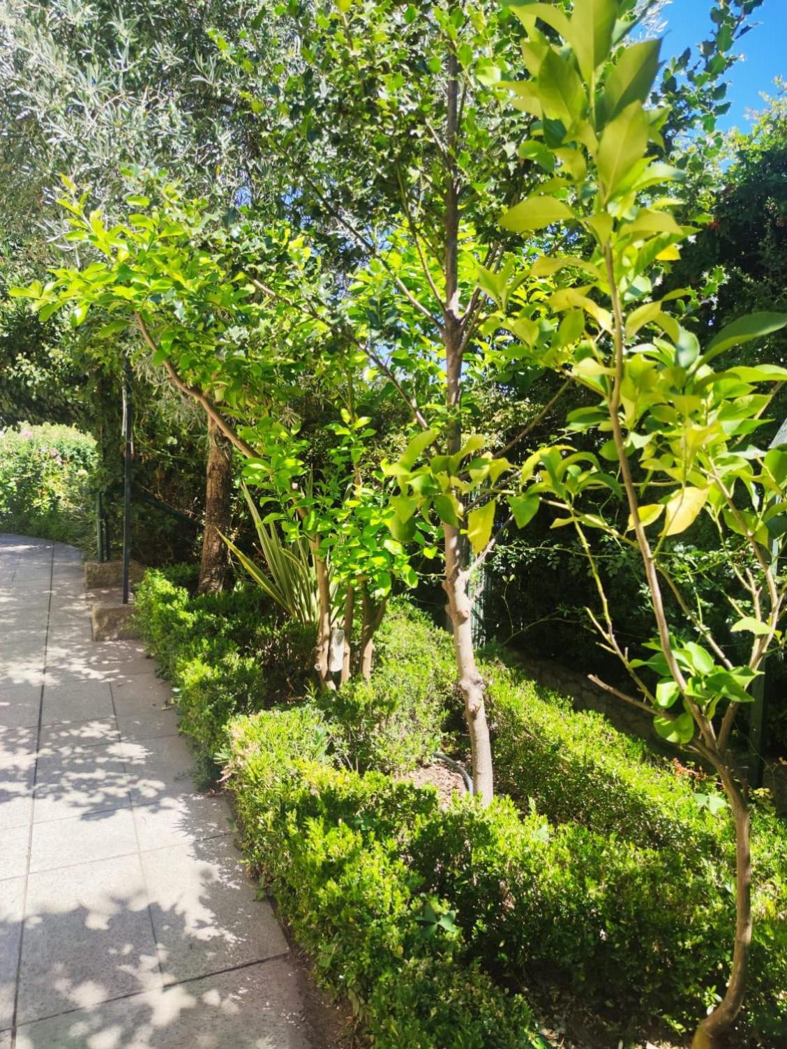 Real Santo Antonio Guest House Tarouca Luaran gambar
